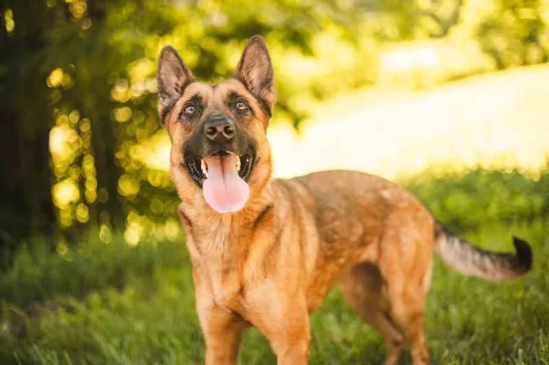 Cora