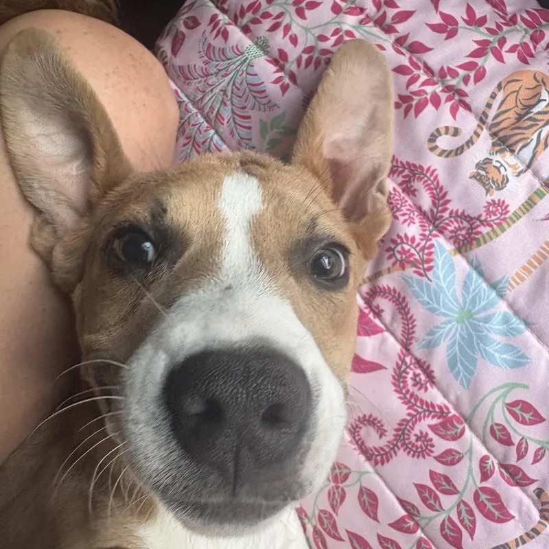 Andromeda thumbnail 6