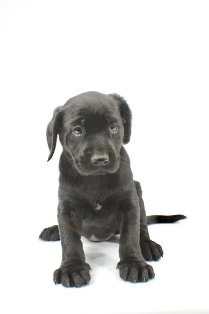 A baby medium-sized female Golden Retriever dog named Hollis for adoption in Morton Grove, IL