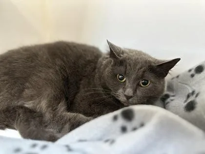 An adult small-sized female Domestic Short Hair cat named Jessie for adoption in Traverse City, MI