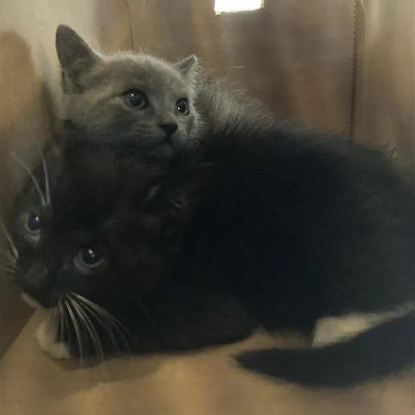 A baby small-sized male Gray / Blue / Silver Domestic Short Hair cat named Billie for adoption in Hawthorne, CA