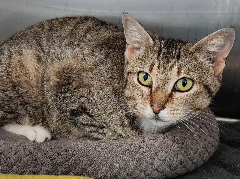A young small-sized female American Shorthair cat named Tabatha for adoption in Lancaster, VA