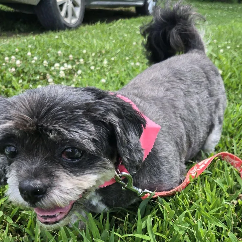 A senior small-sized female Black Shih Tzu dog named Tutu for adoption in Kansas City, MO