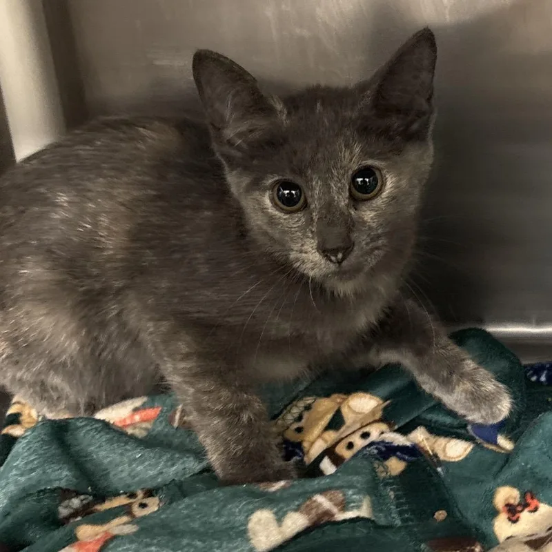 A baby small-sized female Tortoiseshell Domestic Short Hair cat named Quinn for adoption in West Palm Beach, FL