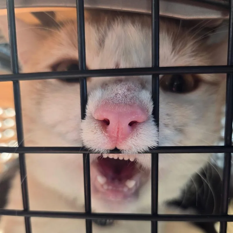 An adult large-sized male Buff / Tan / Fawn Domestic Short Hair cat named Lector for adoption in Pauls Valley, OK