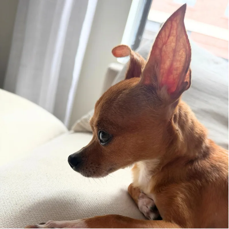 An adult small-sized female Apricot / Beige Chihuahua dog named Red Bean for adoption in Brooklyn, NY
