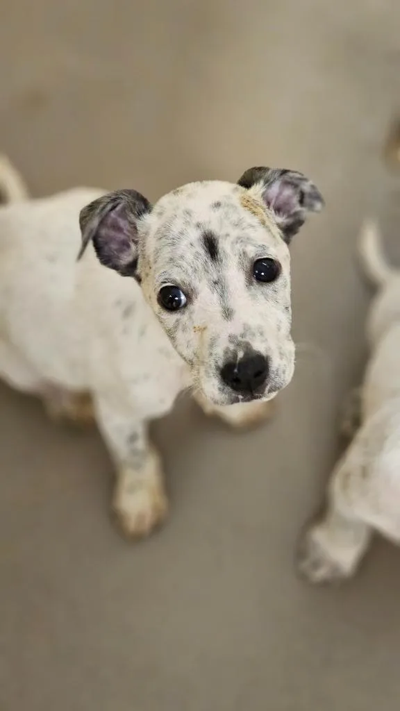 A baby small-sized female Cattle Dog dog named Daisy for adoption in Crossville, TN