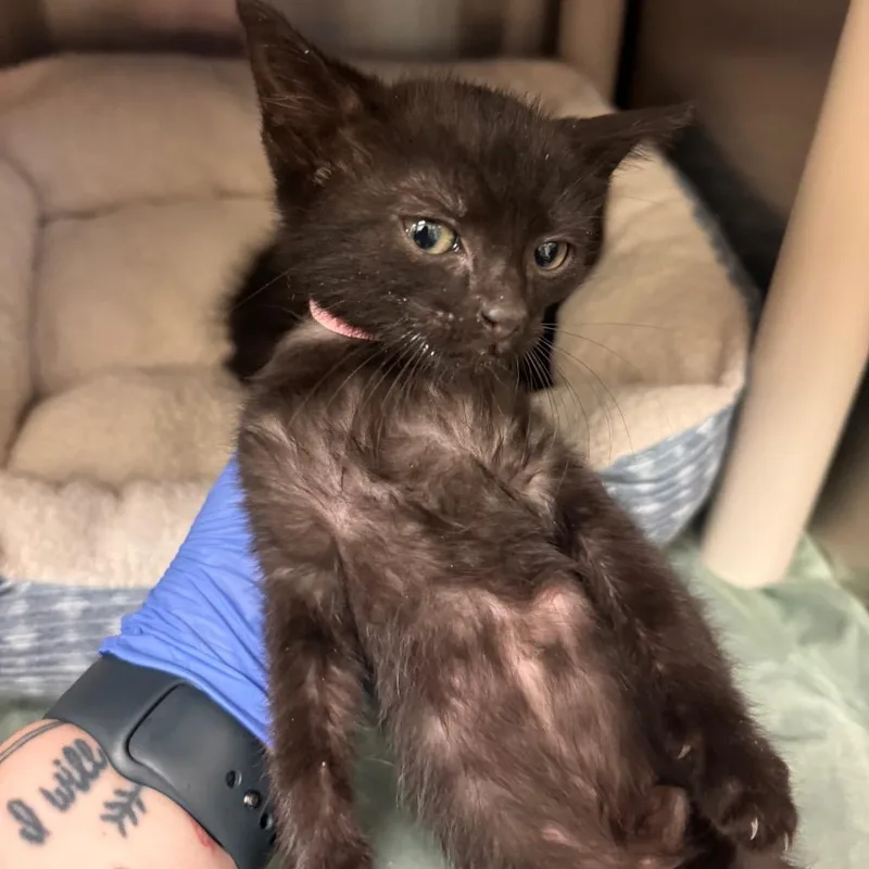 A baby small-sized female Black Domestic Short Hair cat named Angelica for adoption in Lynchburg, VA