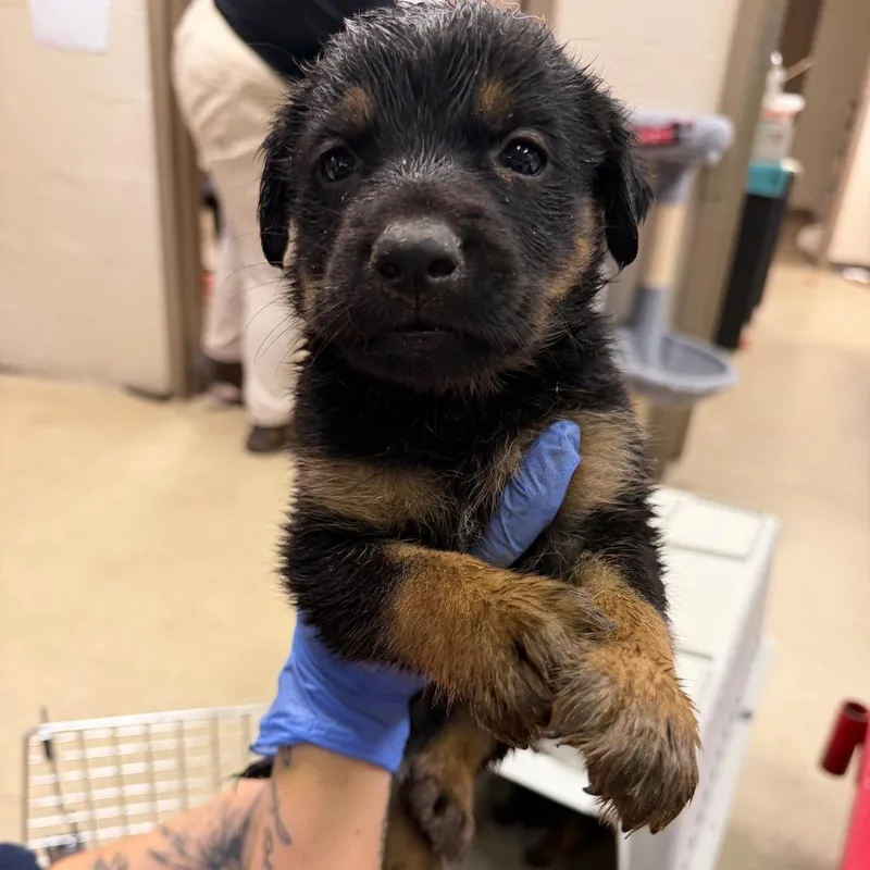 A baby small-sized male Black Shepherd dog named Conrad for adoption in Birmingham, AL