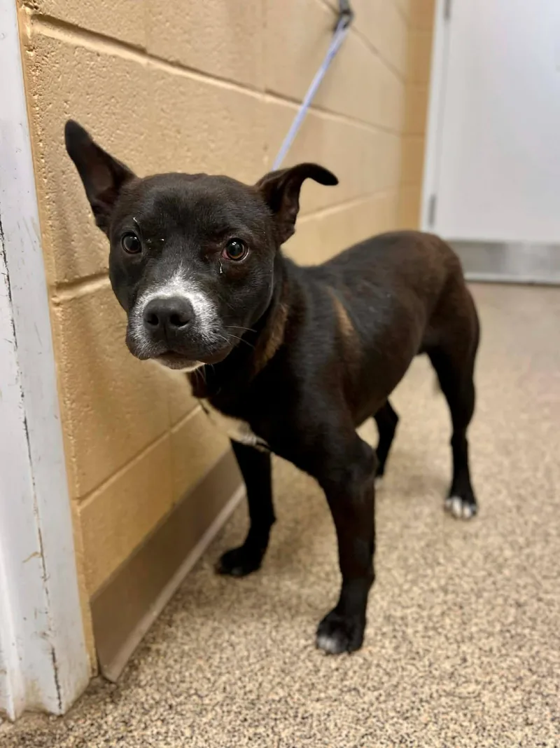An adult medium-sized male Black Bulldog dog named Dragon for adoption in Fort Payne, AL