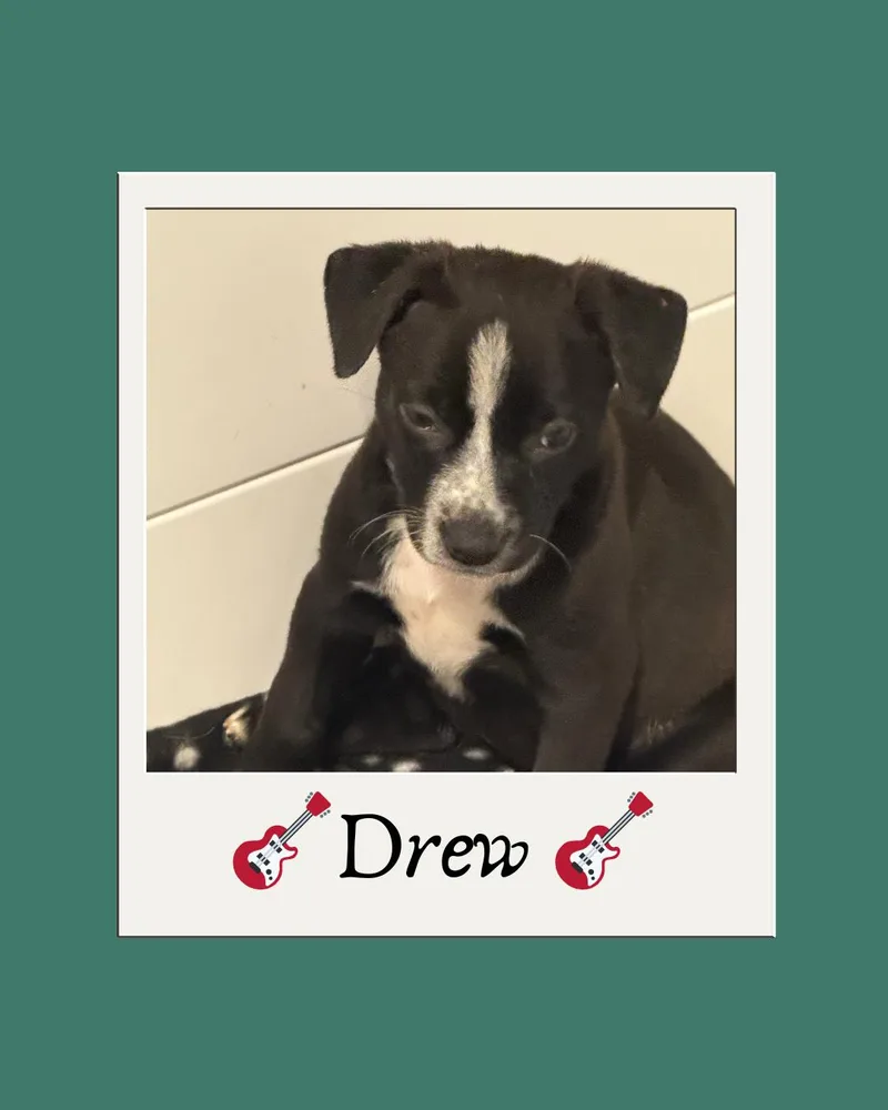 A young medium-sized female Pit Bull Terrier dog named Drew for adoption in Tucson, AZ
