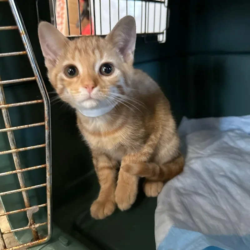 A baby small-sized female Orange / Red Domestic Short Hair cat named Creamsicle Harley for adoption in Woodstock, VA