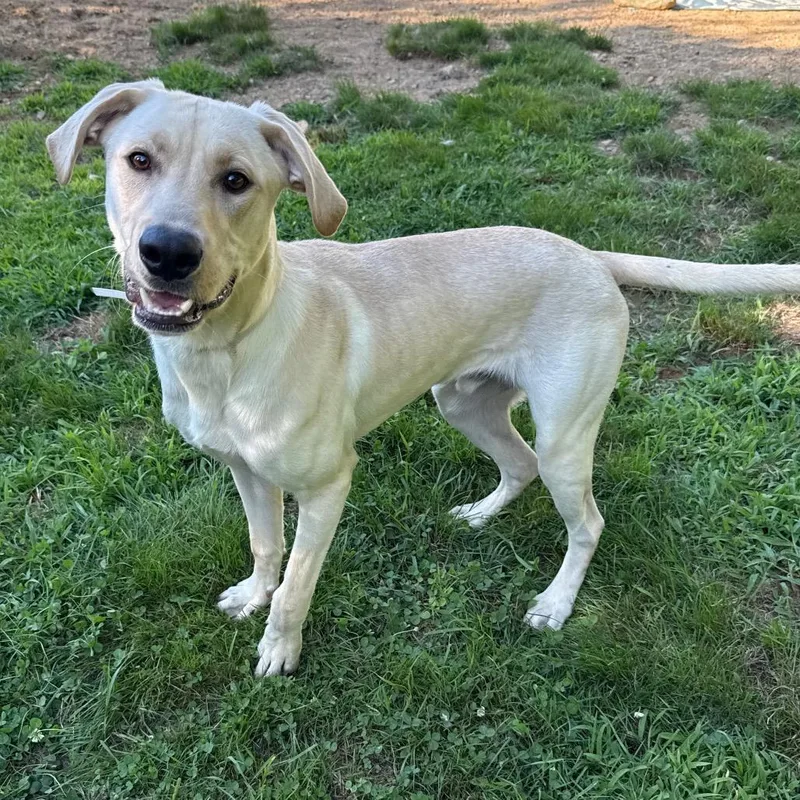 A young medium-sized male White / Cream Labrador Retriever dog named CT Duke for adoption in Stormville, NY