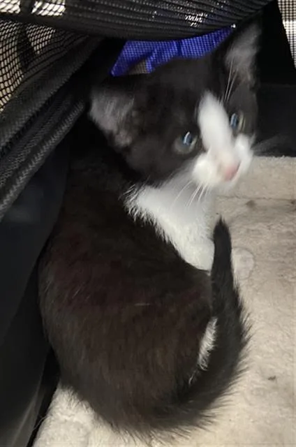 A baby medium-sized male Domestic Short Hair cat named Theo for adoption in Dallas, TX