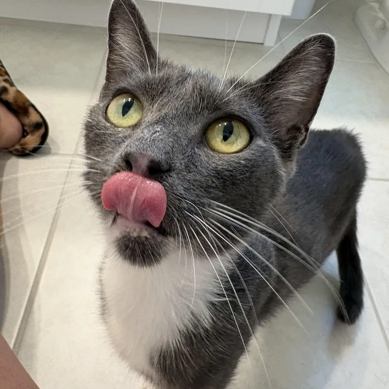 A baby medium-sized female Gray & White Domestic Short Hair cat named Trailer Swift for adoption in Tampa, FL