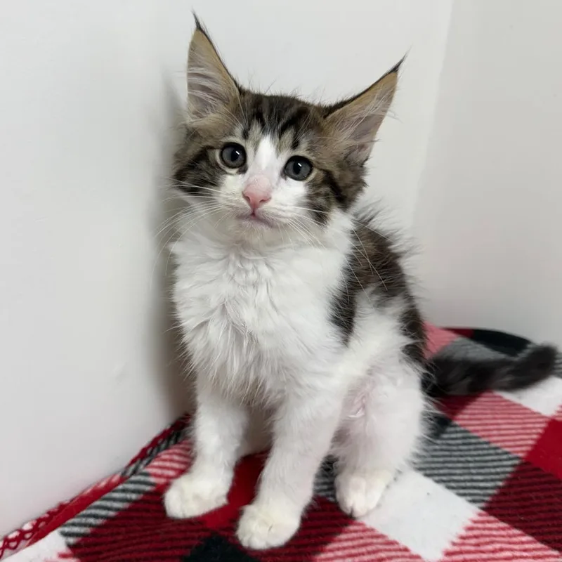 A baby small-sized female Brown / Chocolate Domestic Medium Hair cat named Syrax for adoption in Long Beach, CA