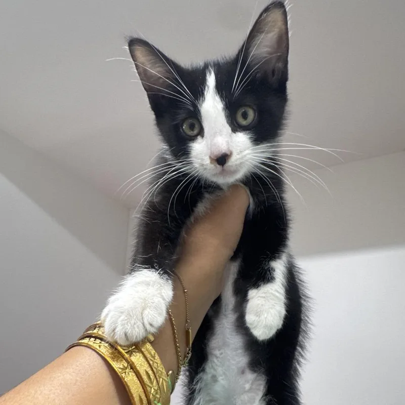 A baby small-sized male Domestic Short Hair cat named Creed for adoption in Tampa, FL