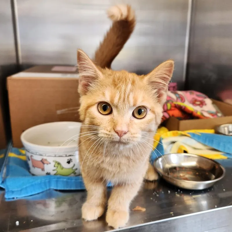 A young small-sized female Orange / Red Domestic Short Hair cat named Ghost for adoption in Delaware, OH