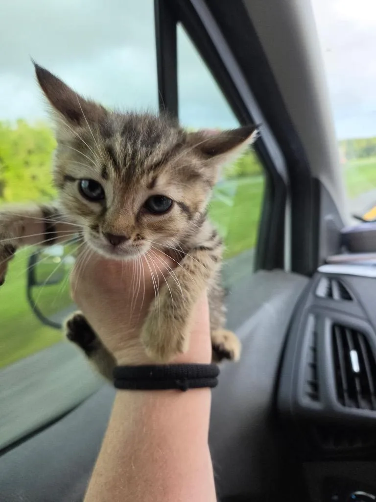 A baby medium-sized female Domestic Short Hair cat named Akiane for adoption in Tampa, FL