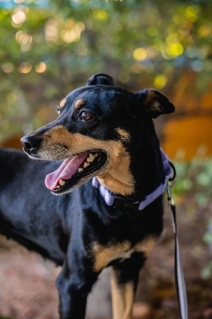 An adult medium-sized female Australian Kelpie dog named Taiga for adoption in Anacortes, WA
