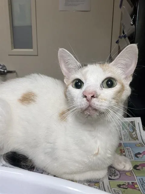 A young medium-sized female Domestic Short Hair cat named Penny for adoption in Riverside, CA