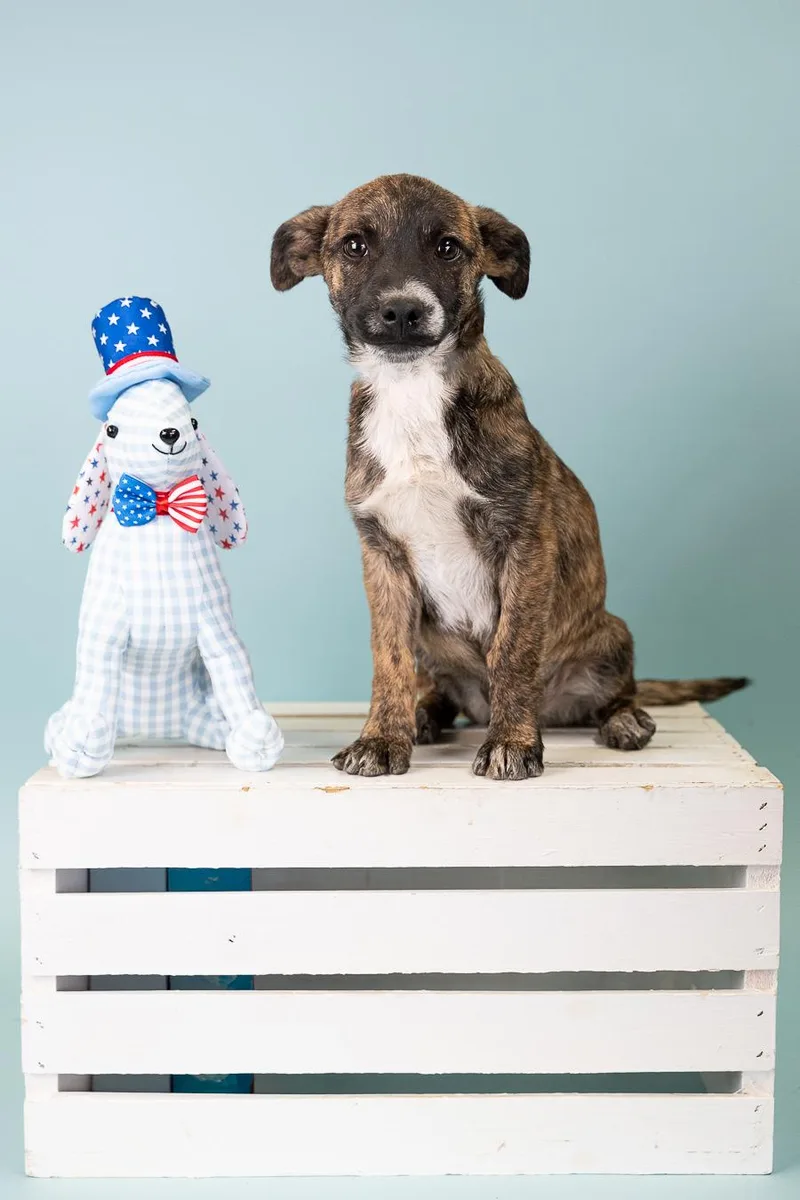 A baby medium-sized male Shepherd dog named 558-26 for adoption in Brighton, CO