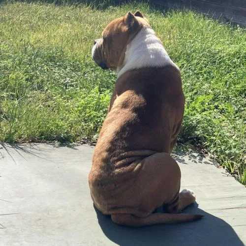 An adult medium-sized male Bicolor American Bulldog dog named Roger for adoption in Austin, TX