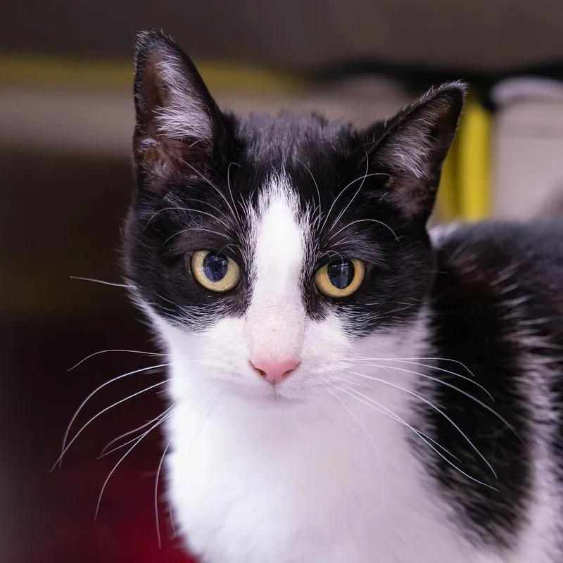An adult large-sized female Black Domestic Short Hair cat named Elope for adoption in Mentor, OH