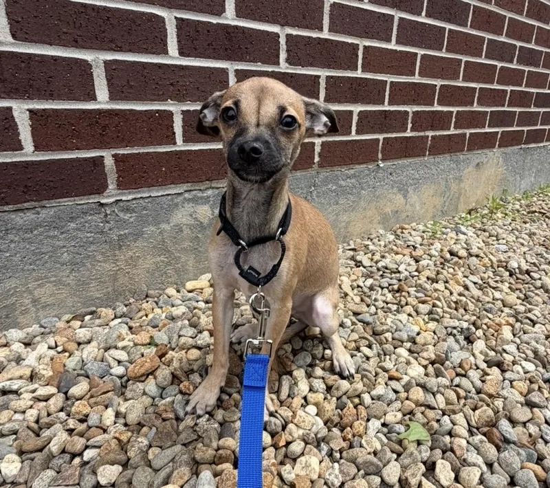 A baby small-sized male Yellow / Tan / Blond / Fawn Chihuahua dog named Fred for adoption in Pelham, NH