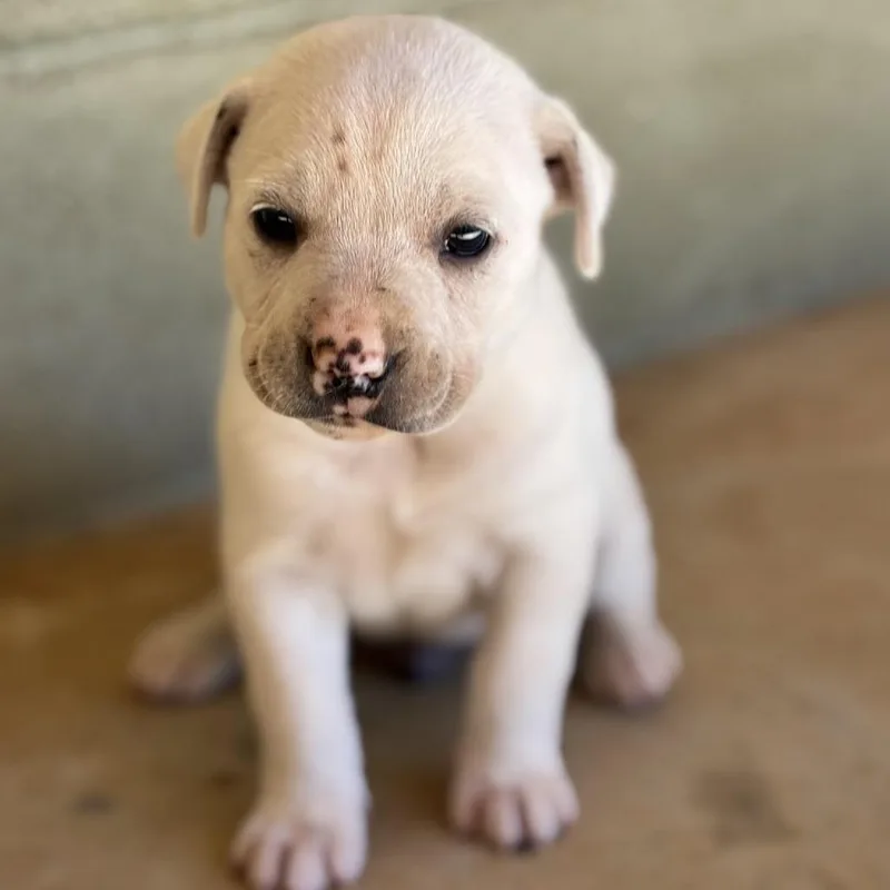 A baby medium-sized male Retriever dog named Spider for adoption in Huntsville, AL