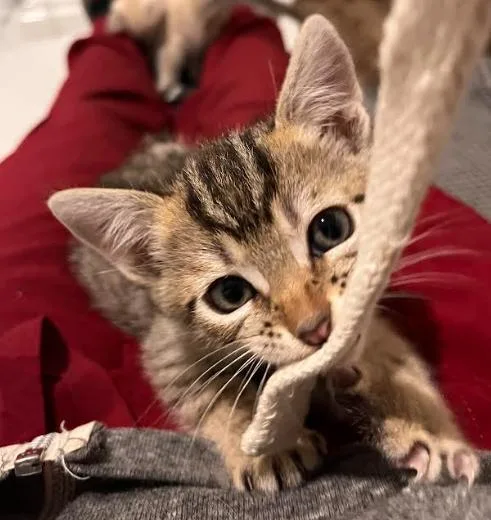 Ryland Bonded Weva Stratt thumbnail 2