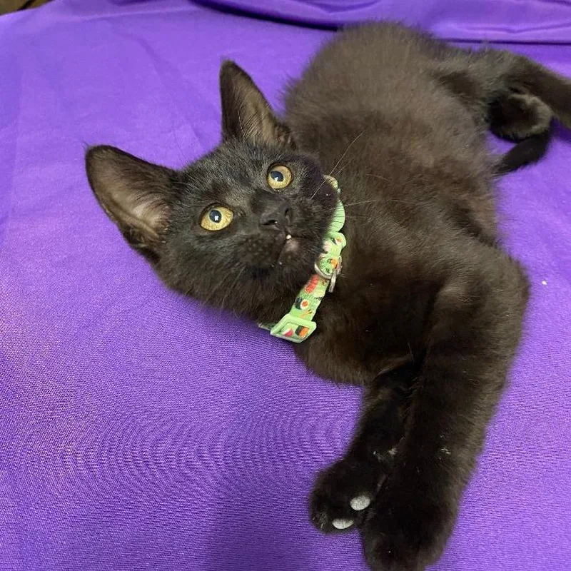 A baby small-sized female Black Domestic Short Hair cat named Udele for adoption in North Myrtle Beach, SC