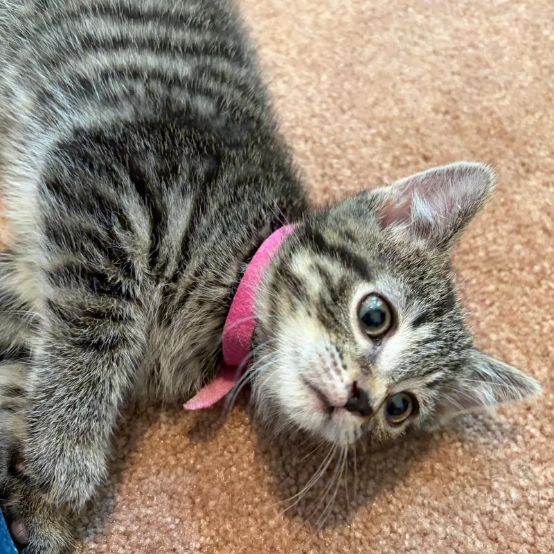 A baby small-sized male Brown / Chocolate Domestic Short Hair cat named Rutabaga for adoption in Wheeling, IL
