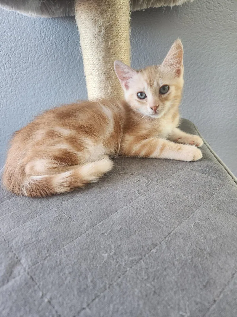A baby small-sized male Domestic Short Hair cat named Julius for adoption in Rio Linda, CA