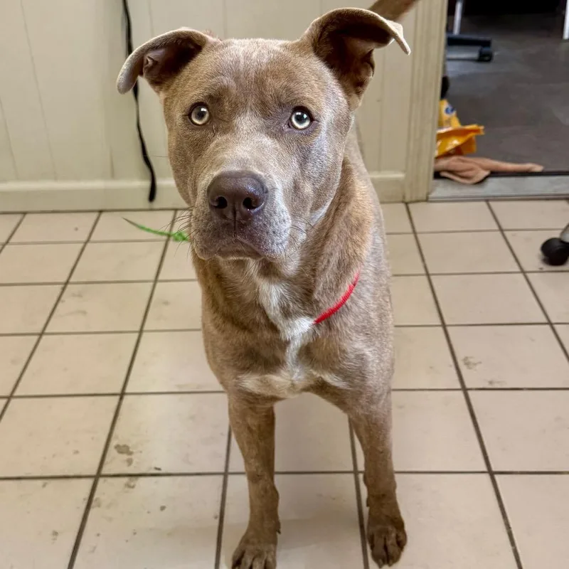 An adult medium-sized male Pit Bull Terrier dog named Franklin for adoption in Tuscaloosa, AL