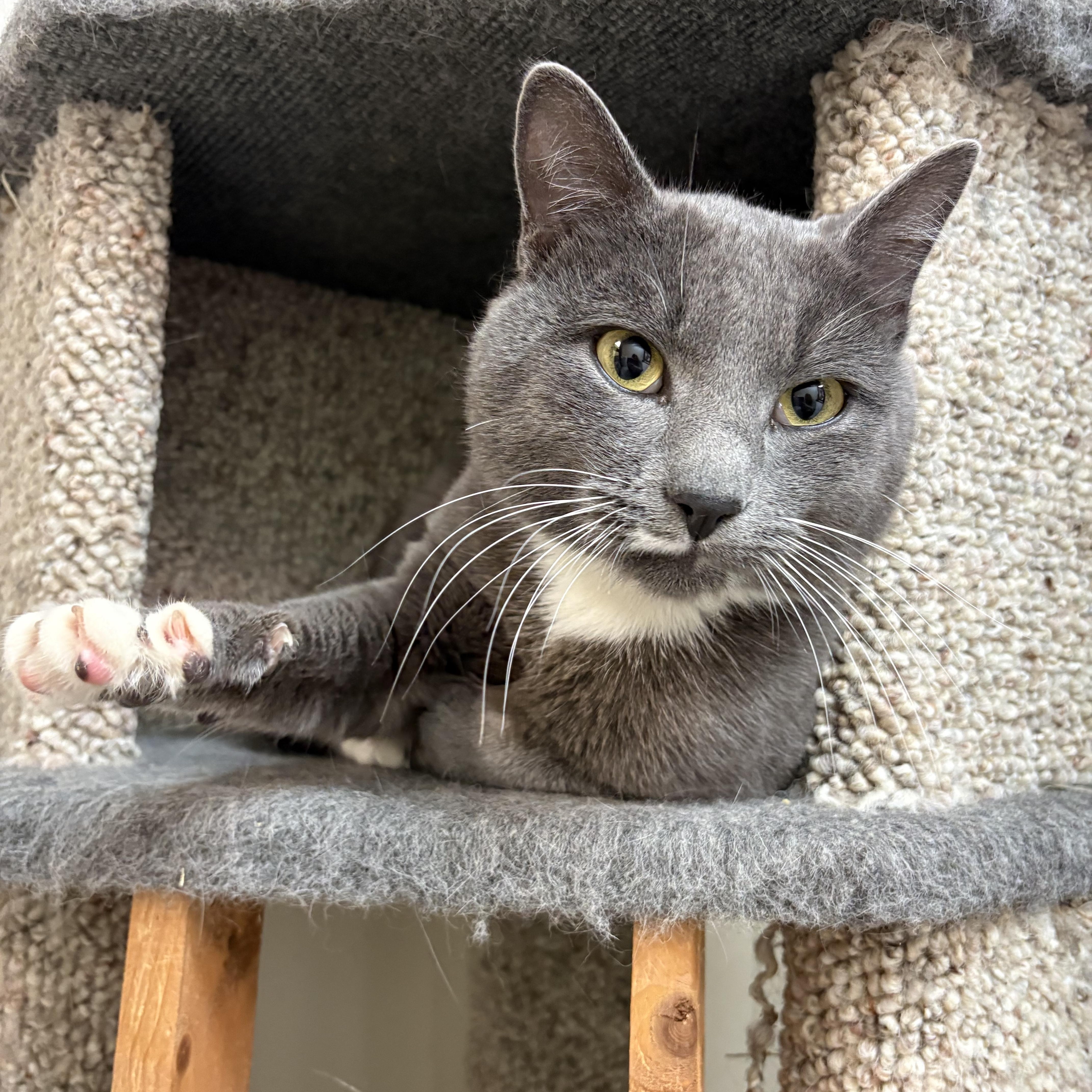 A young medium-sized male Gray & White Tuxedo cat named Buddy for adoption in Medford, MA