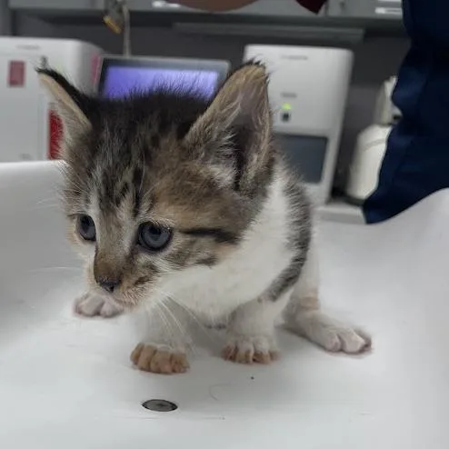 A baby small-sized female Torbie Domestic Short Hair cat named Holly for adoption in Port Charlotte, FL