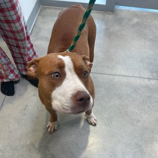 A young medium-sized female Pit Bull Terrier dog named Meimei for adoption in Des Moines, IA