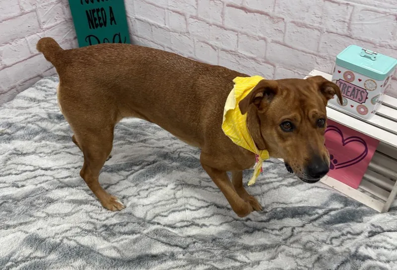 An adult large-sized female Mixed Breed dog named Kofia for adoption in Detroit, MI