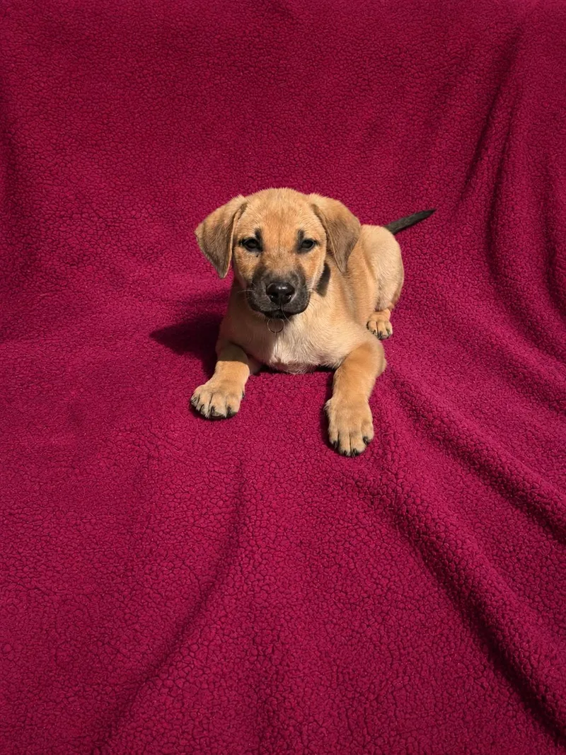 A baby large-sized female Labrador Retriever dog named Trisha for adoption in Nashville, TN