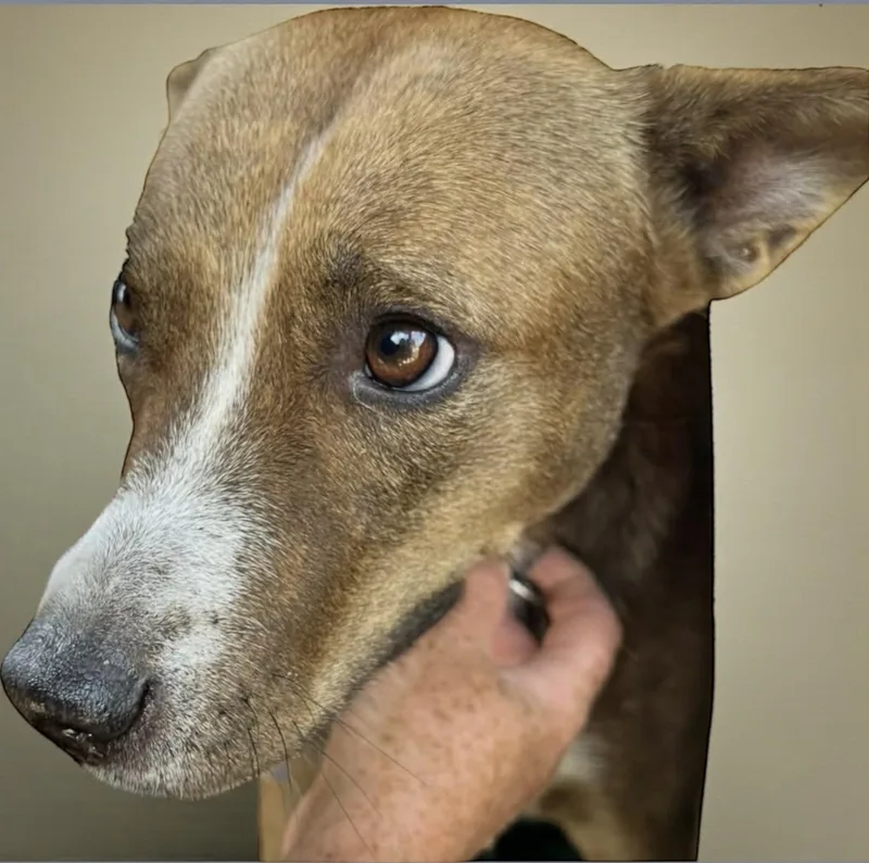 A young medium-sized female Australian Cattle Dog / Blue Heeler dog named Choir for adoption in Allen, TX