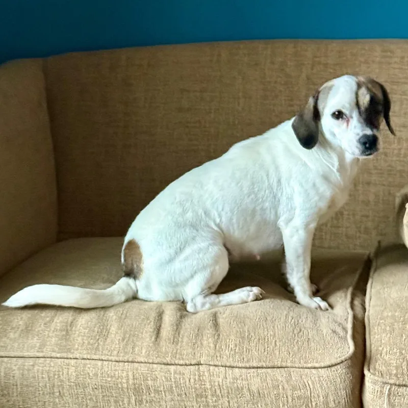 An adult small-sized female Chihuahua dog named Peony for adoption in Ennis, TX