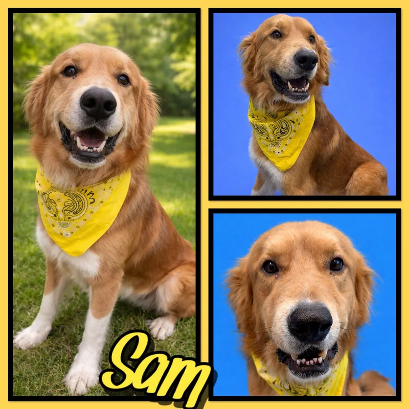 An adult large-sized male Golden Golden Retriever dog named Sam for adoption in Seagoville, TX