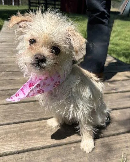 A young small-sized female Shih Tzu dog named London for adoption in Midland, VA