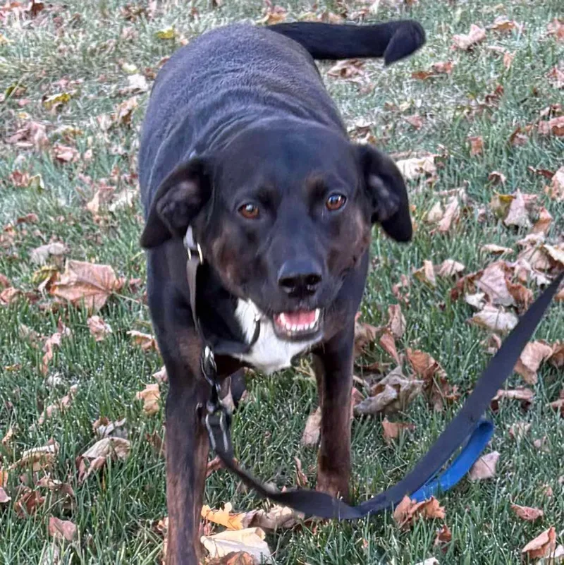 Rocco Fka Dragonfly thumbnail 2