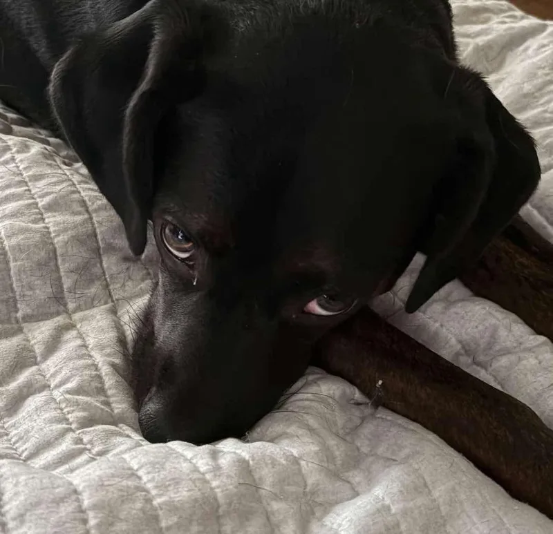 Rocco Fka Dragonfly thumbnail 3