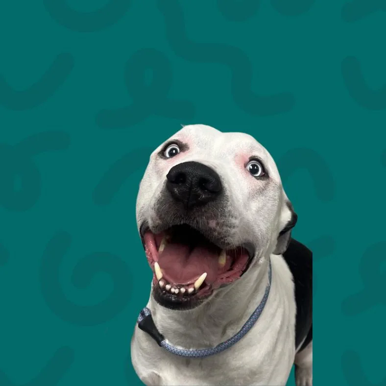 An adult large-sized male White / Cream American Staffordshire Terrier dog named Blu for adoption in Reno, NV