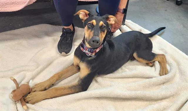 A baby small-sized male German Shepherd Dog dog named Doby for adoption in Brunswick, GA