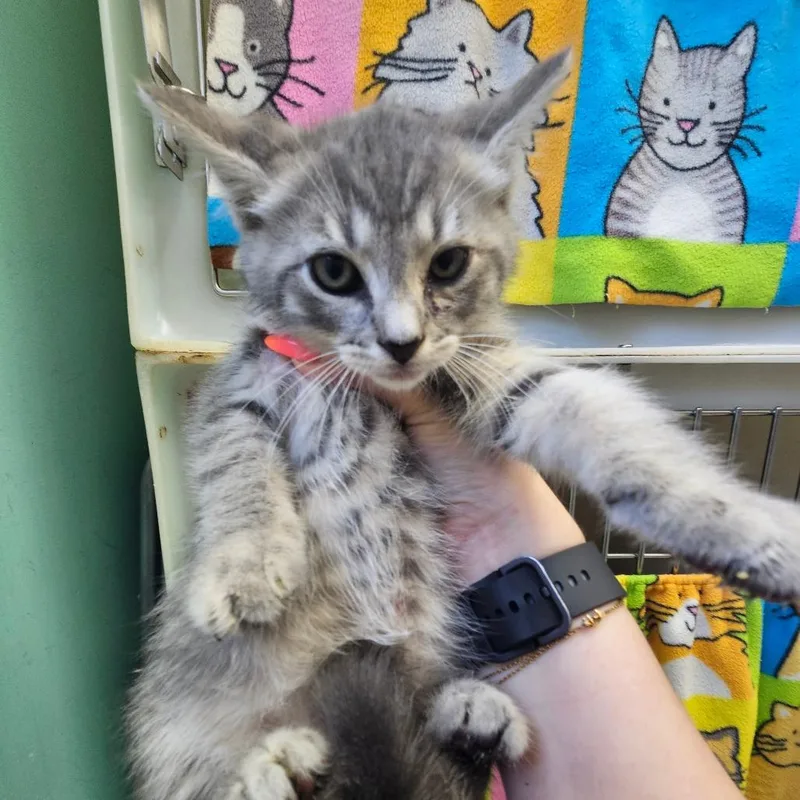 A baby small-sized female Gray / Blue / Silver Domestic Short Hair cat named Taco Bell for adoption in Ridgely, MD