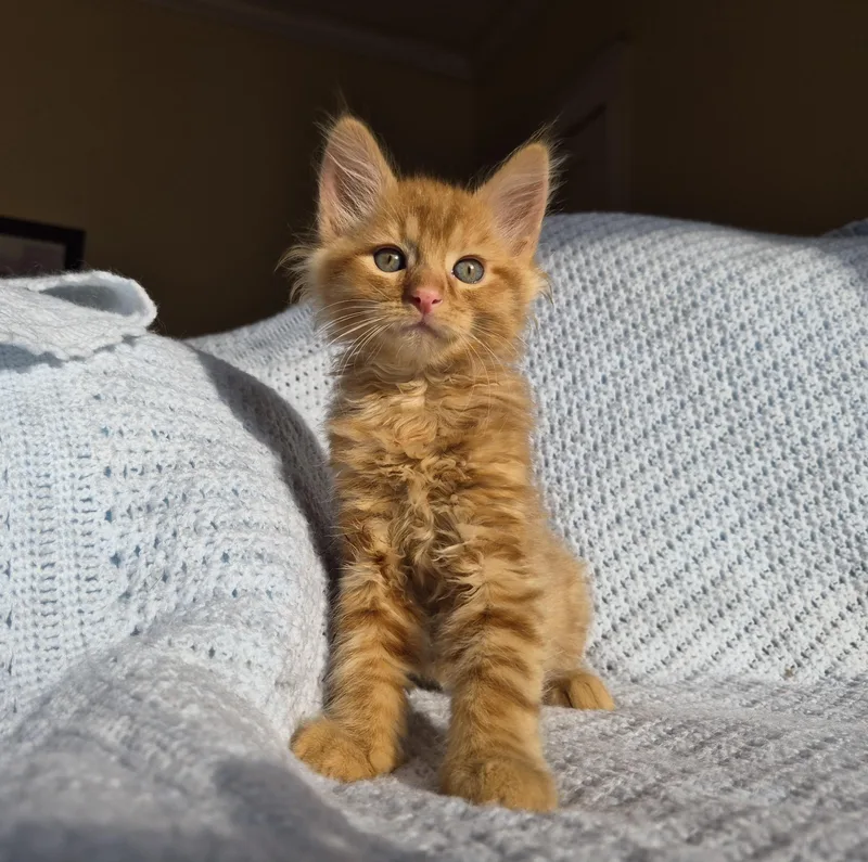 A baby medium-sized male Tabby (Orange / Red) Domestic Long Hair cat named Mango for adoption in Richmond, KY